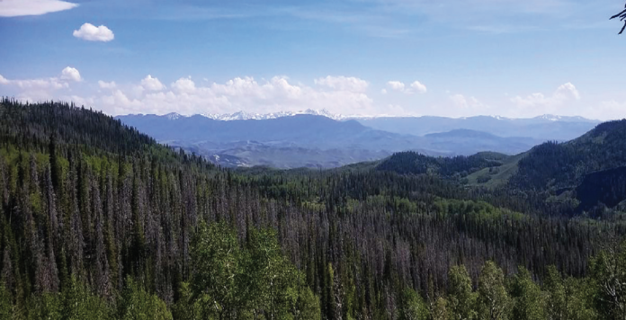 photo by the Dog Tycoon | The view of Elk Mountain Ranch, owned by Alicia Ninesling, was taken from the top of the forest at Corral Creek.| photo by the Dog Tycoon | The view of Elk Mountain Ranch, owned by Alicia Ninesling, was taken from the top of the forest at Corral Creek.|