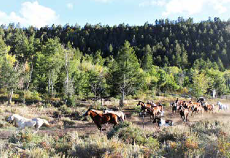 HORSES RUNNING - The Smiths continually develop their
horse herd to make sure guests have the perfect match.